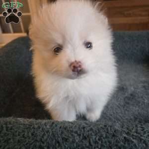 Eric, Pomeranian Puppy